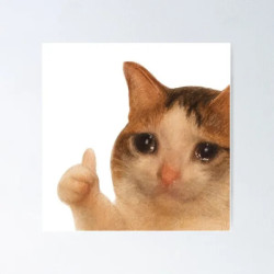 un chat