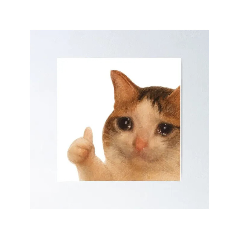 un chat