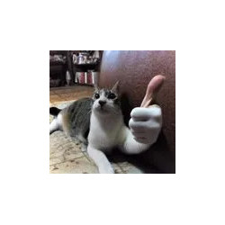 chat pouce