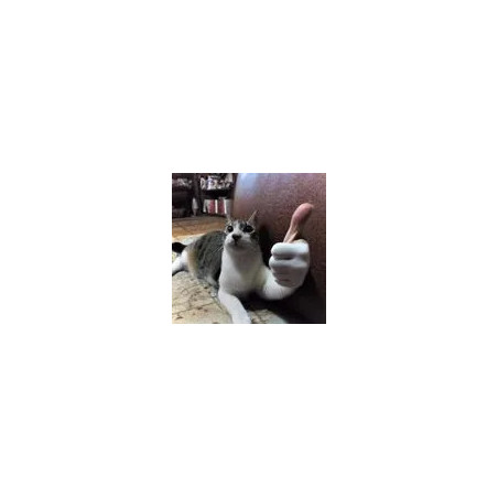 chat pouce