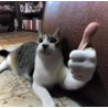 chat pouce